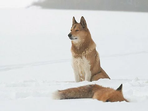 Век лайки закончен?